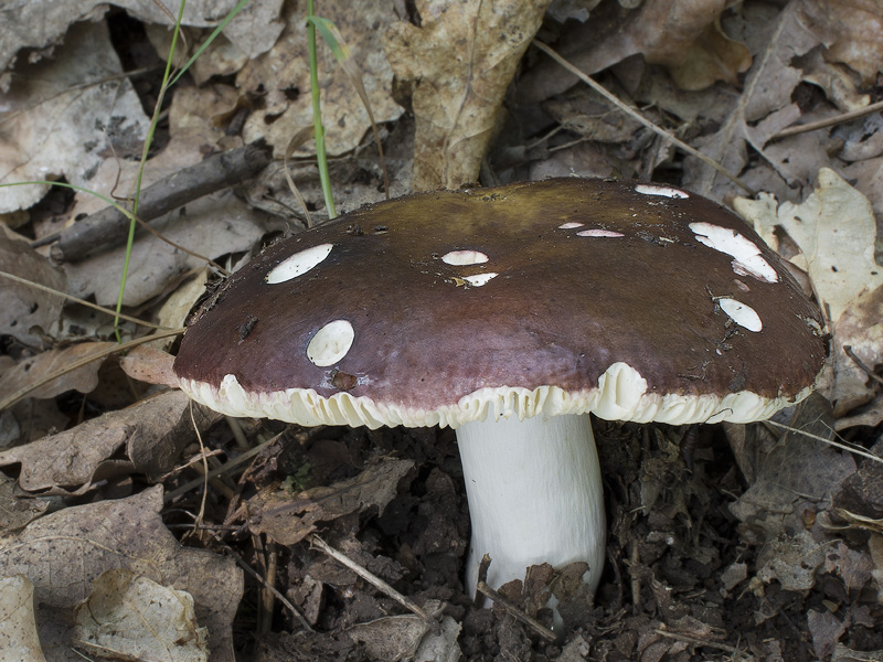 Russula melitodes